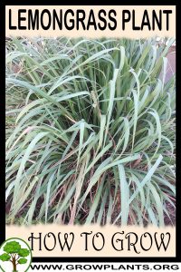 How to grow Lemongrass
