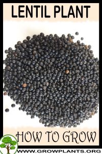 How to grow Lentil plant