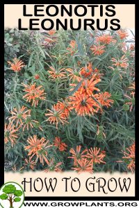 How to grow Leonotis leonurus