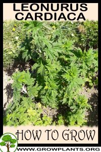 How to grow Leonurus cardiaca