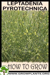How to grow Leptadenia pyrotechnica