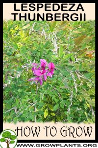 How to grow Lespedeza thunbergii