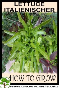 How to grow Lettuce Italienischer