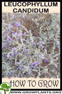 How to grow Leucophyllum candidum