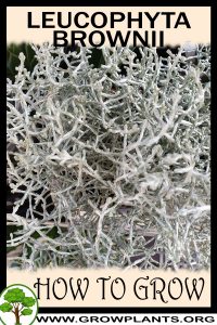 How to grow Leucophyta brownii