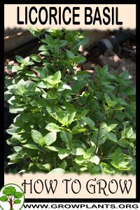 How to grow Licorice basil