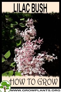 How to grow Lilac bush