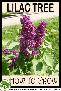 How to grow Lilac tree