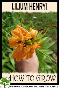 How to grow Lilium henryi
