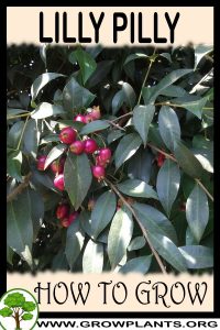 How to grow Lilly Pilly