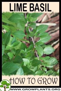 How to grow Lime basil