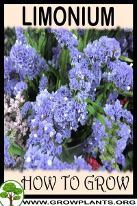 How to grow Limonium