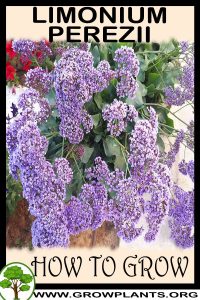 How to grow Limonium perezii