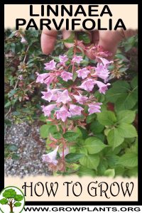 How to grow Linnaea parvifolia
