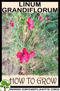 How to grow Linum grandiflorum