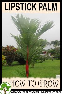 How to grow Lipstick Palm