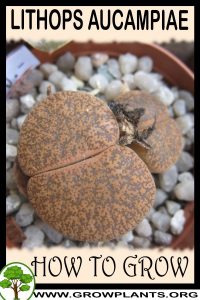 How to grow Lithops aucampiae