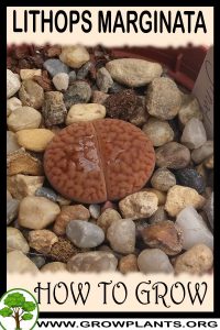 How to grow Lithops marginata