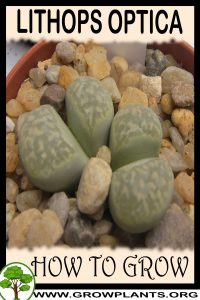 How to grow Lithops optica