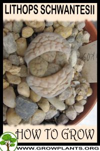 How to grow Lithops schwantesii