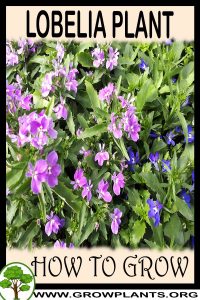 How to grow Lobelia