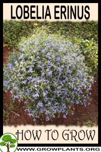 How to grow Lobelia erinus