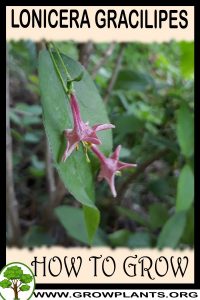 How to grow Lonicera gracilipes