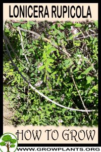 How to grow Lonicera rupicola