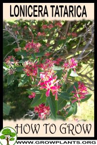 How to grow Lonicera tatarica