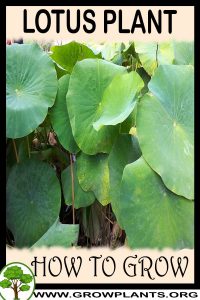 How to grow Lotus plant