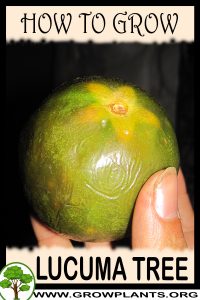 How to grow Lucuma tree