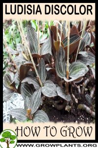 How to grow Ludisia discolor