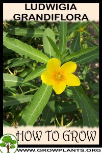 How to grow Ludwigia grandiflora