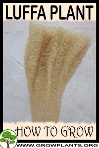 How to grow Luffa plant