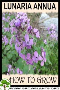 How to grow Lunaria annua