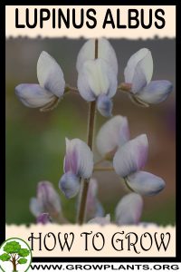 How to grow Lupinus albus