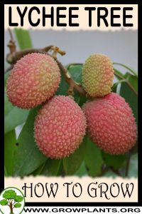 How to grow Lychee tree