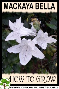 How to grow Mackaya bella