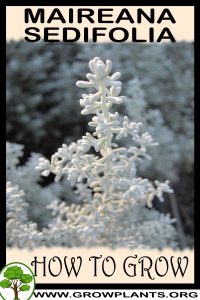 How to grow Maireana sedifolia