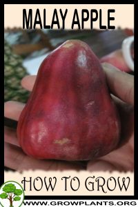 How to grow Malay apple