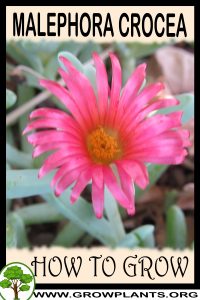 How to grow Malephora crocea