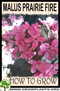 How to grow Malus prairie fire