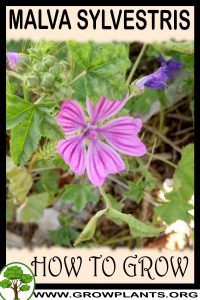 How to grow Malva sylvestris