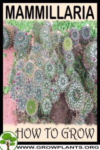 How to grow Mammillaria