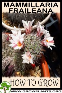 How to grow Mammillaria fraileana