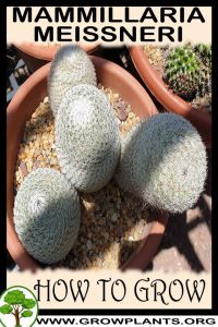 How to grow Mammillaria meissneri