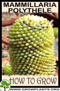How to grow Mammillaria polythele