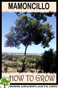 How to grow Mamoncillo