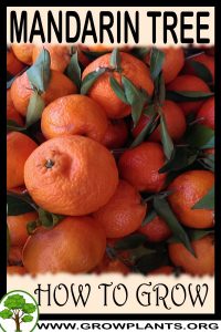 How to grow Mandarin tree