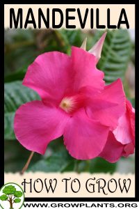 How to grow Mandevilla
